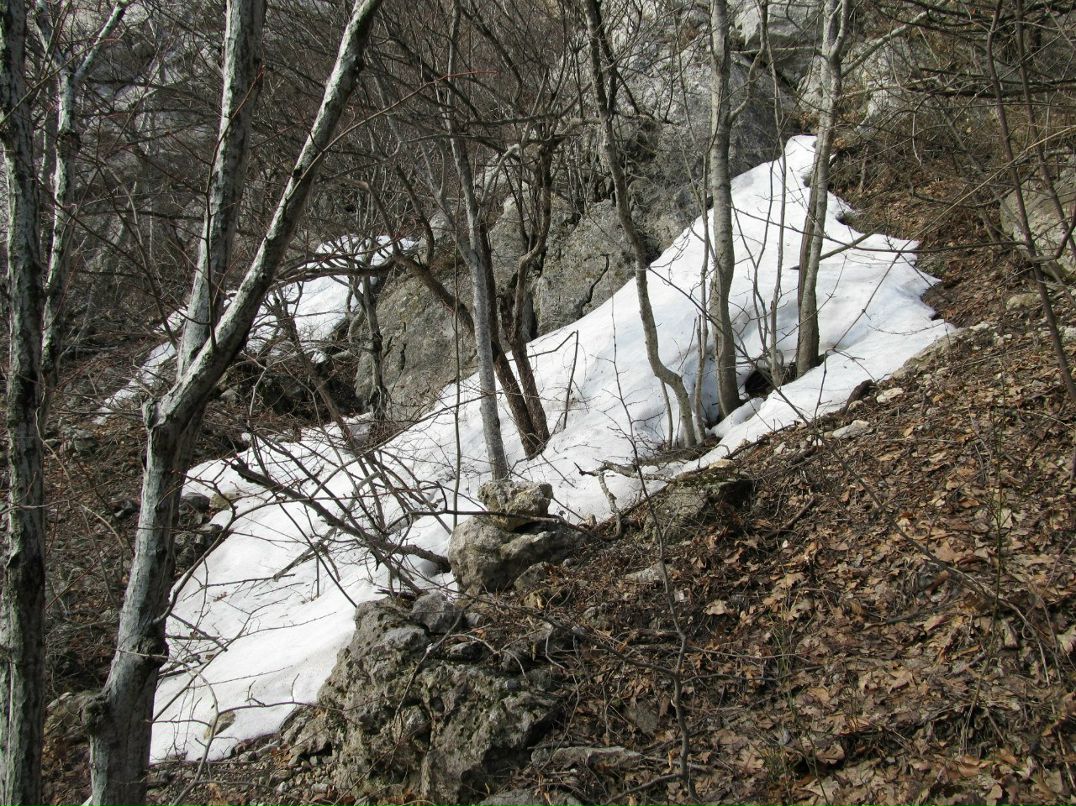 Алексей Яковлев | Севастополь