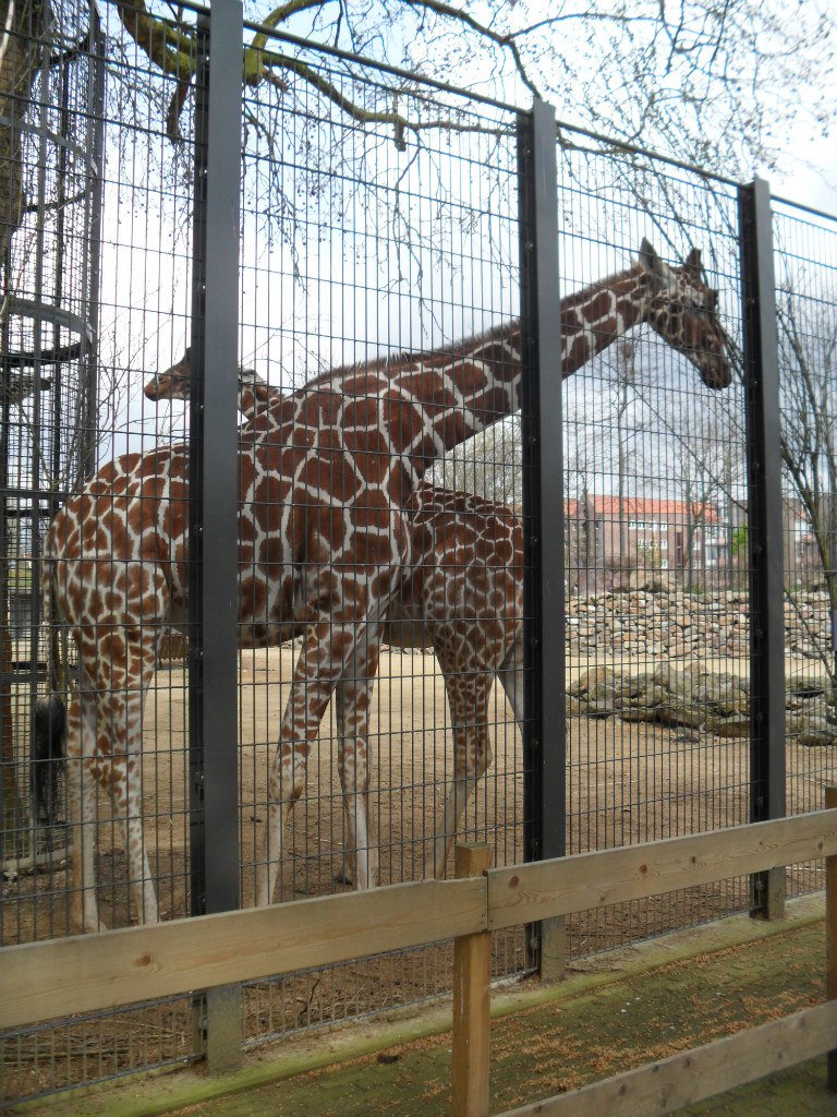 Лиза Билецкая | Hoorn