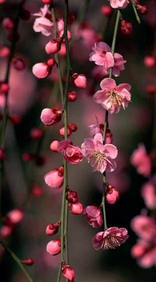 Елена Шарапова Miss | Санкт-Петербург