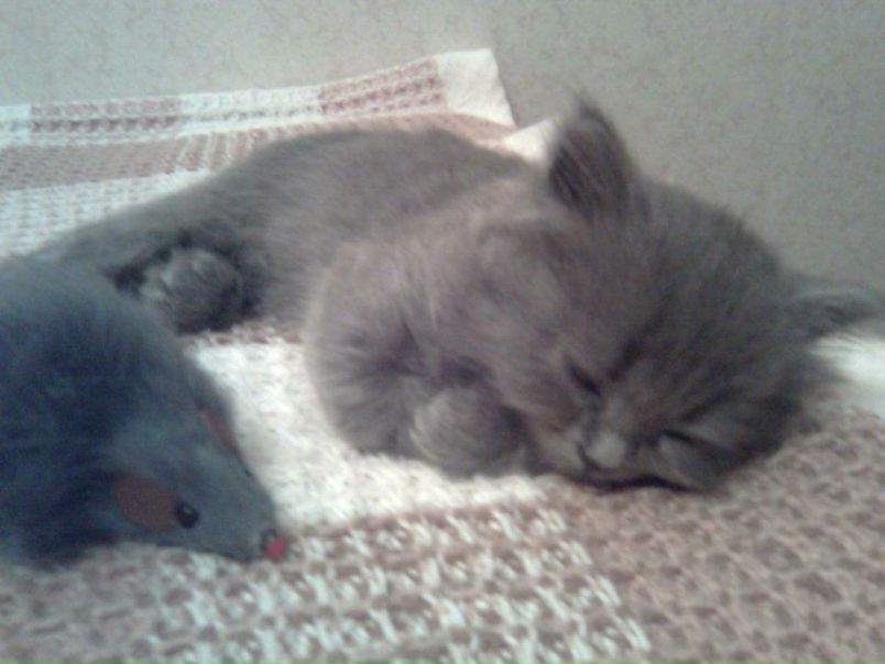 №85, Илья Барков, Белгород №85, Илья Барков, Белгород