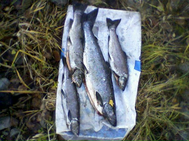 №41, Виталий Титов, 26.08, Кондопога №41, Виталий Титов, 26.08, Кондопога