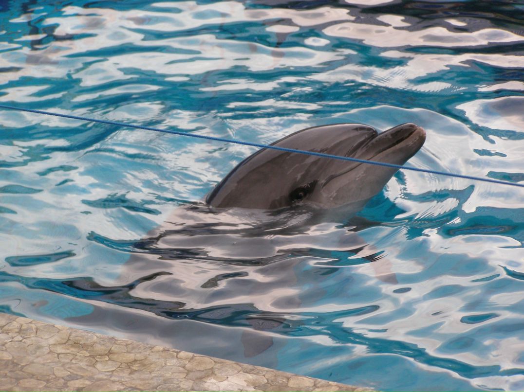 Анна Балашова | 