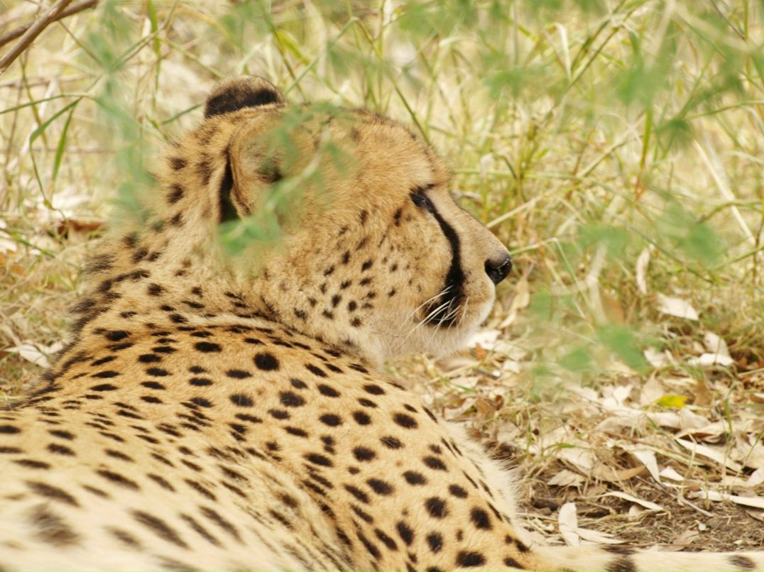 Игорь Хасапов | Vanderbijlpark