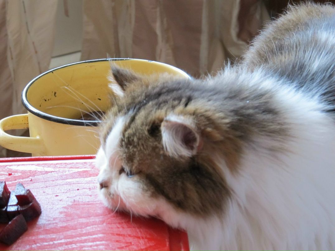 Zik Великий Хаос | Мурманск