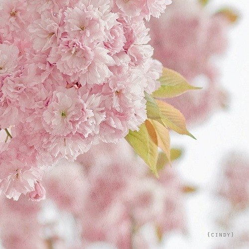 Эльмира Асанова | Белогорск