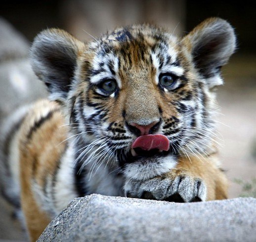 Алексей Кошелев | Городец