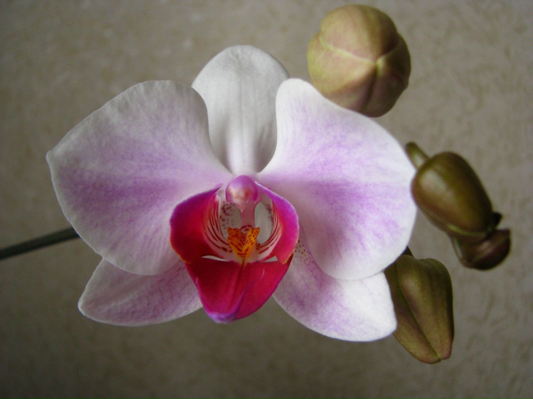 Ирина Шацкова Vena | Москва