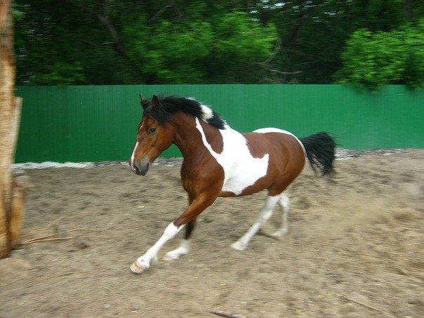 Дарья Фирова | 