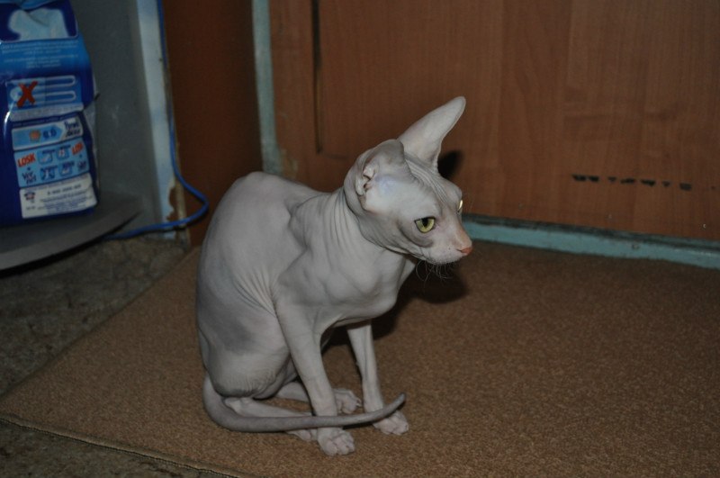 Александр Мезников | Воркута