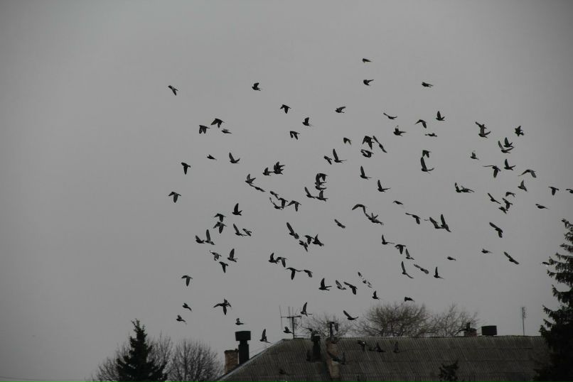 Квітка Весняна @->->-- | Киев