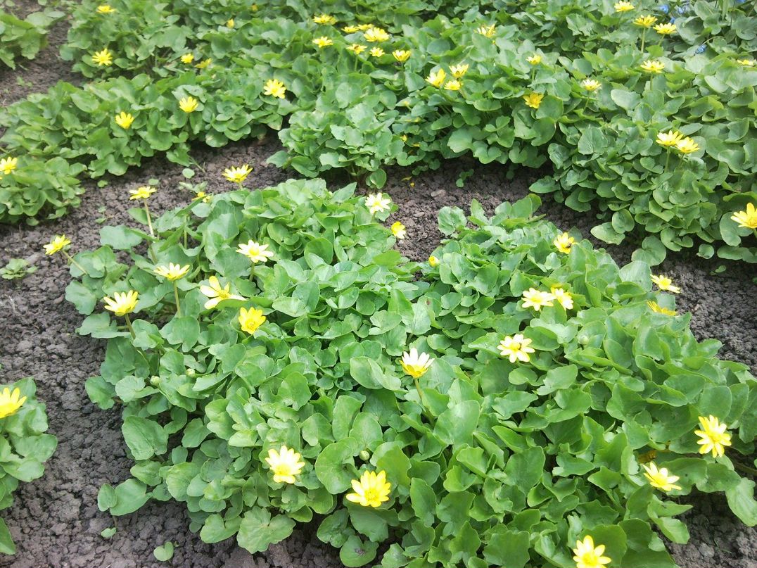 Евгений Коротун | 