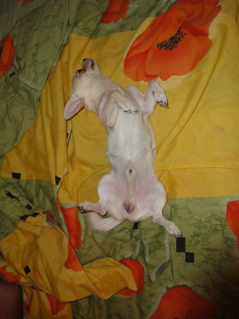 Анечка Корнеева | 