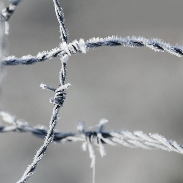 шуфутинский проволока колючая в три ряда