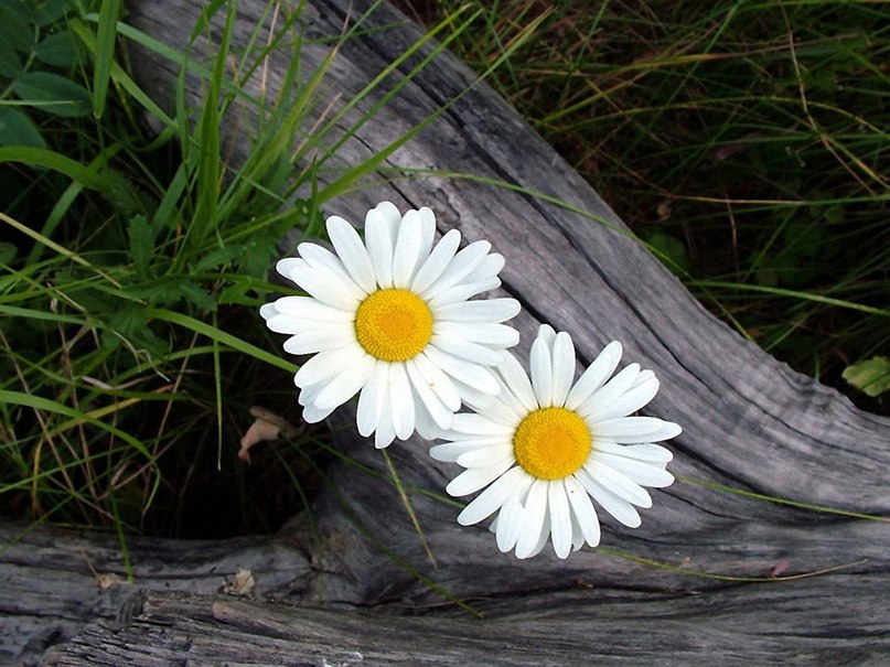 Інна Гончарук | Дубно