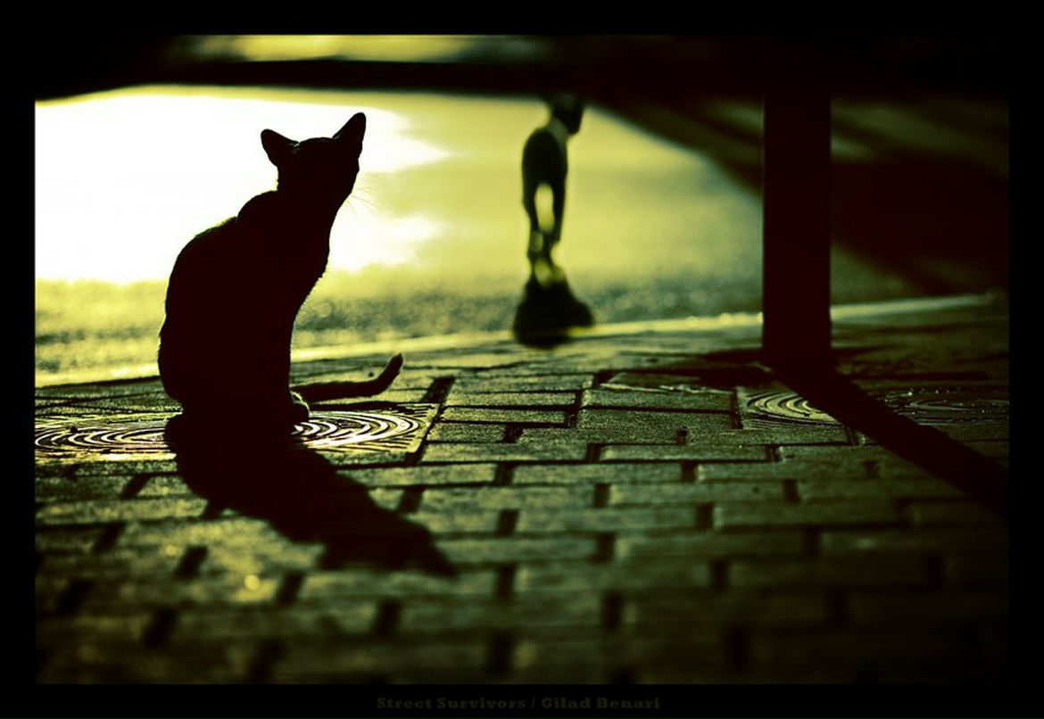 Михаил Подлесный Molekyla | 