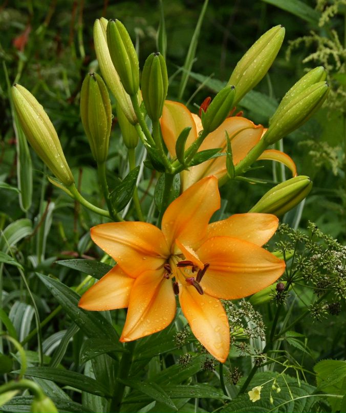 Светлана Иванкова | Дзержинск