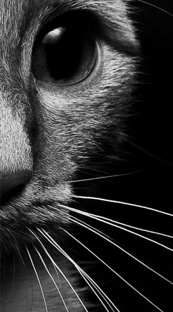 Елена Щербакова | Санкт-Петербург