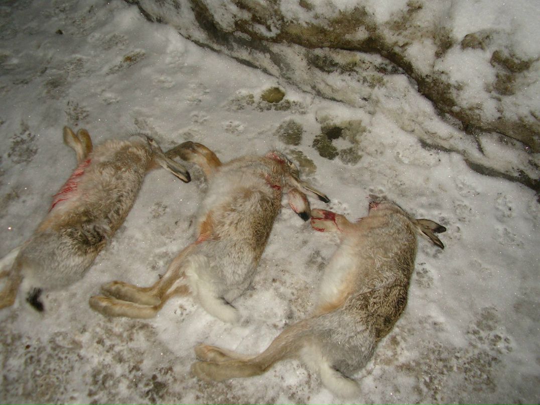 Александр Прохацкий | Санкт-Петербург