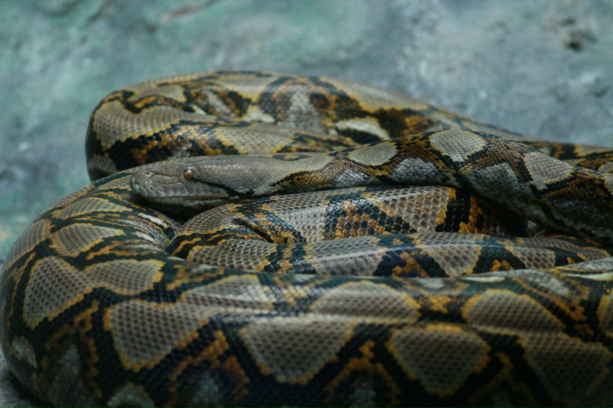 Григорий Балеевский | Москва (деревня)