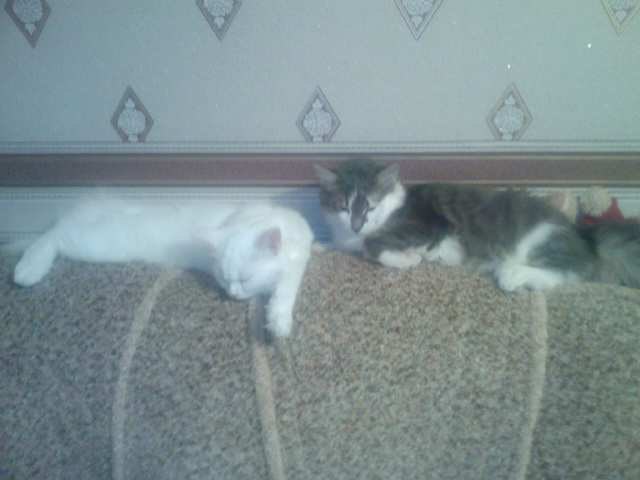 Катюшка Жевагина | 