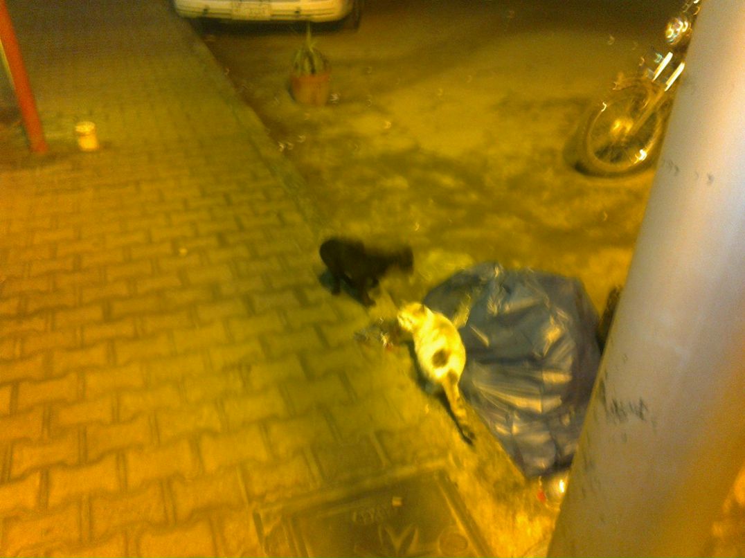 Иван Сергеевич | Новосибирск