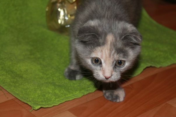 №126, Ксения Шкиртиль №126, Ксения Шкиртиль