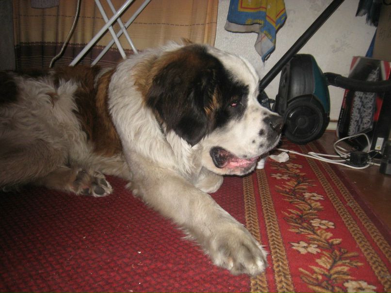 Ванек Петрикей | Чернигов