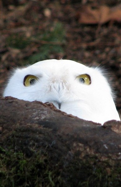Наталья Линка 傑作の哀 | Ачинск