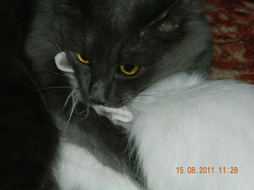 Евгений Мельниченко W | Челябинск