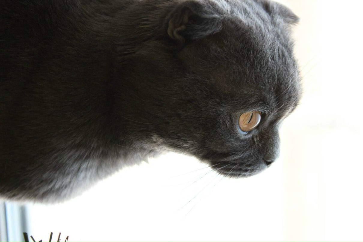 Арсен Джагинян | Воронеж