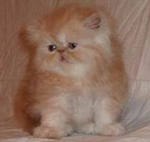 №93, Ольга Леконцева, Тольятти №93, Ольга Леконцева, Тольятти