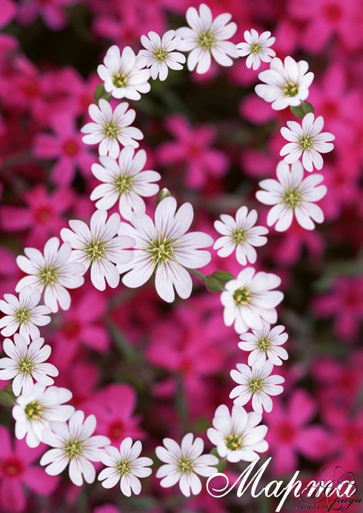 Мария Дунилова | Новосибирск