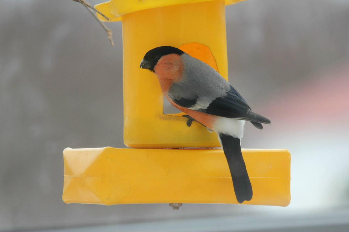 Анна Персинина | 