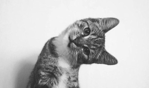 Олеся Чекалина | Москва