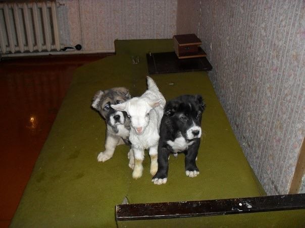 Дмитрий Алдушин | 