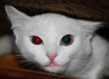 №6, Рубен Карагезян №6, Рубен Карагезян