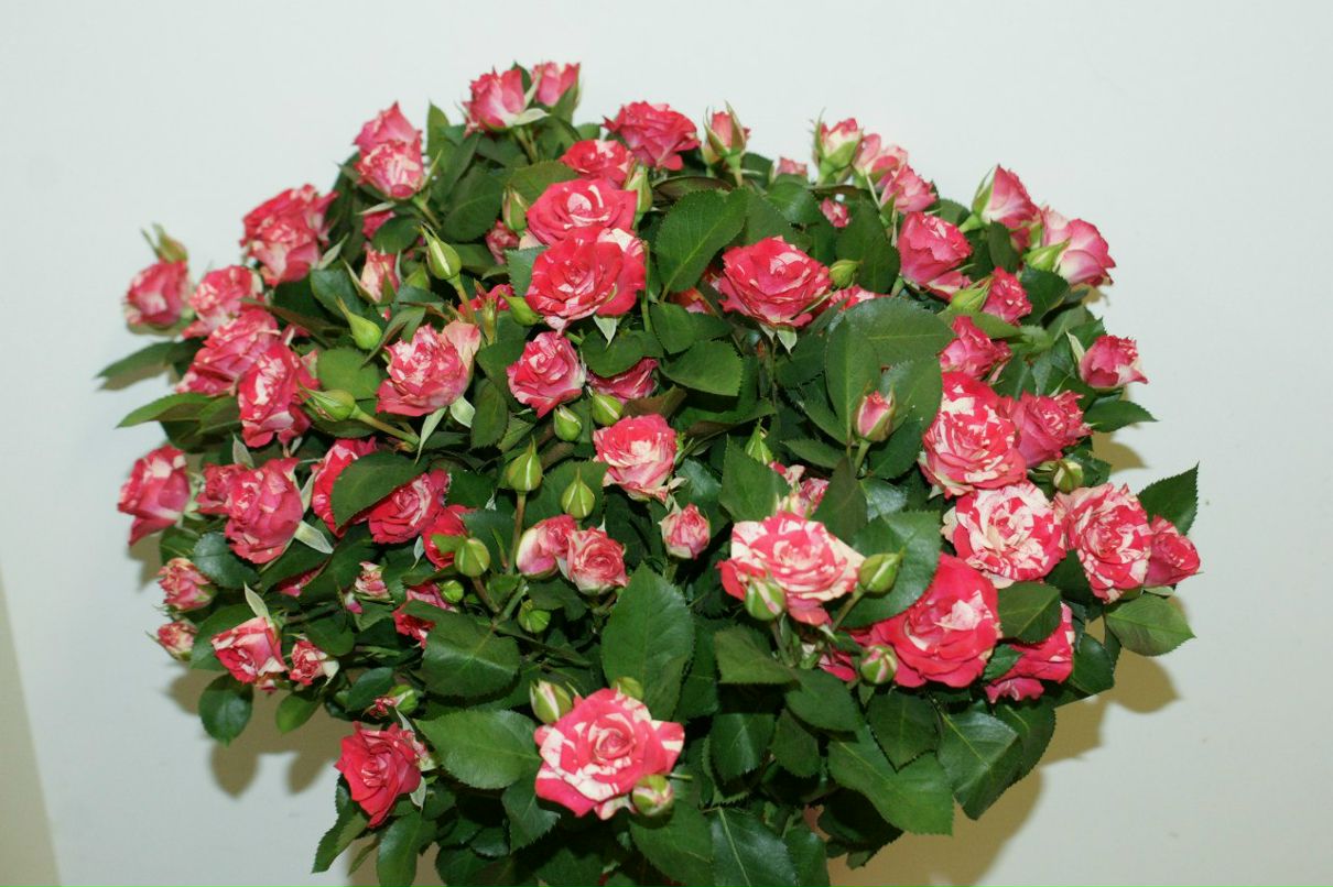 Оксана Башинская | Северодвинск