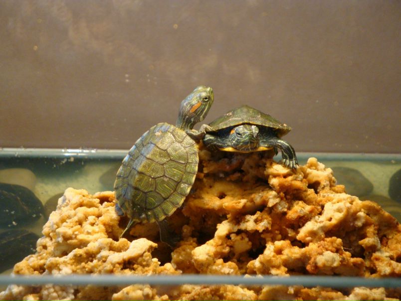 №1, Елена Якубовская №1, Елена Якубовская