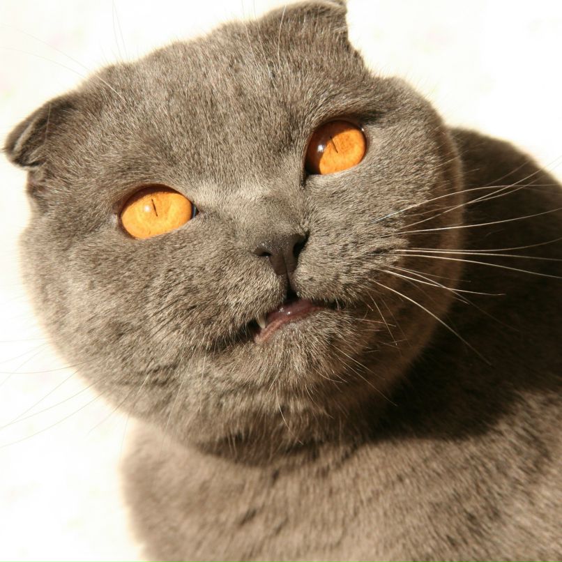 Владимир Александров *paparazzi* | Дружковка