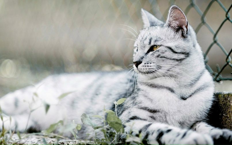 Дима Пучков | Berlin