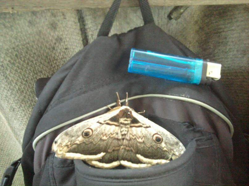 Сергей Глинченко | Одесса