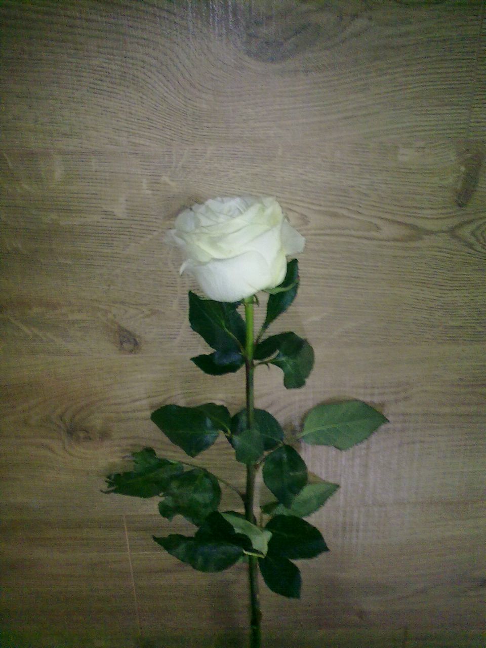 Яна Дацкая | Москва