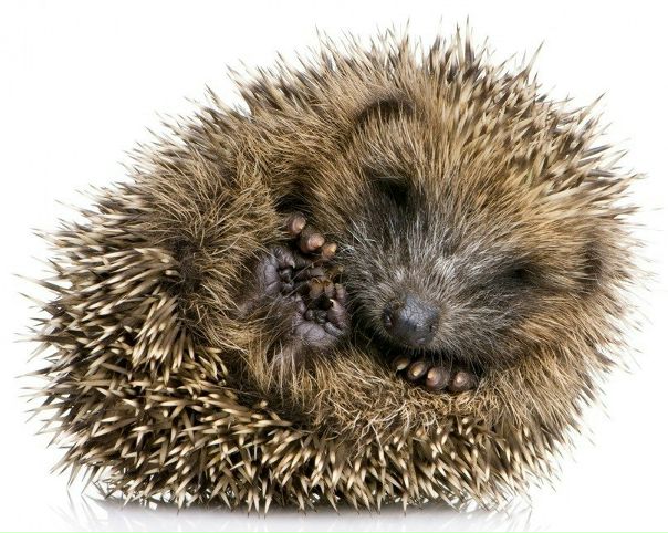 №8, Алексей Выучейский №8, Алексей Выучейский