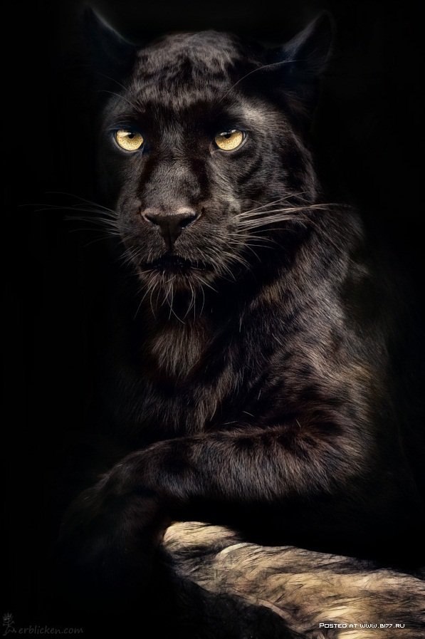 Анна Синезацкая | Калининград