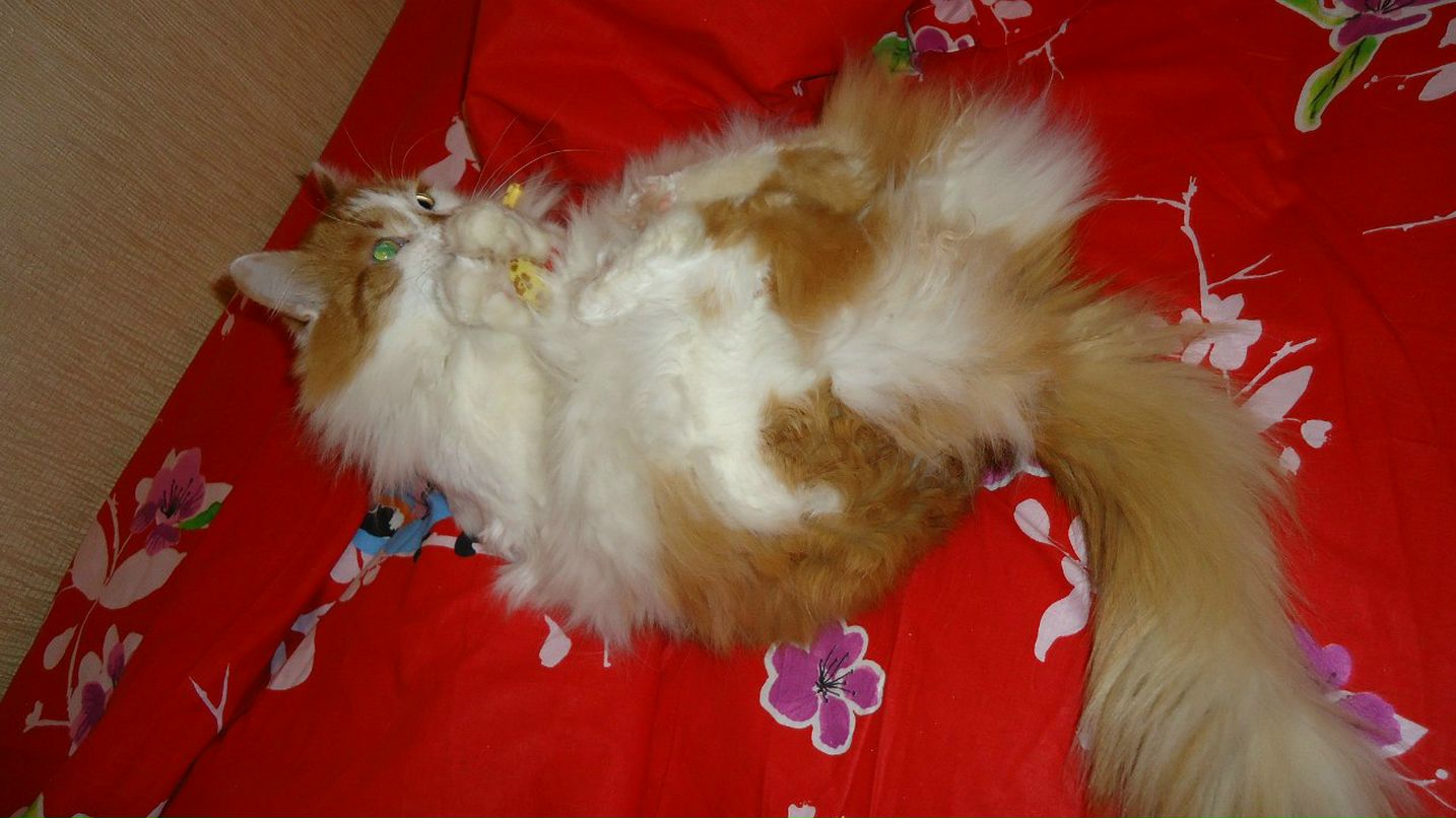 Лилия Гареева | 