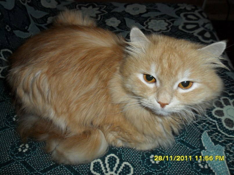 Рустам Сафиканов | Санкт-Петербург