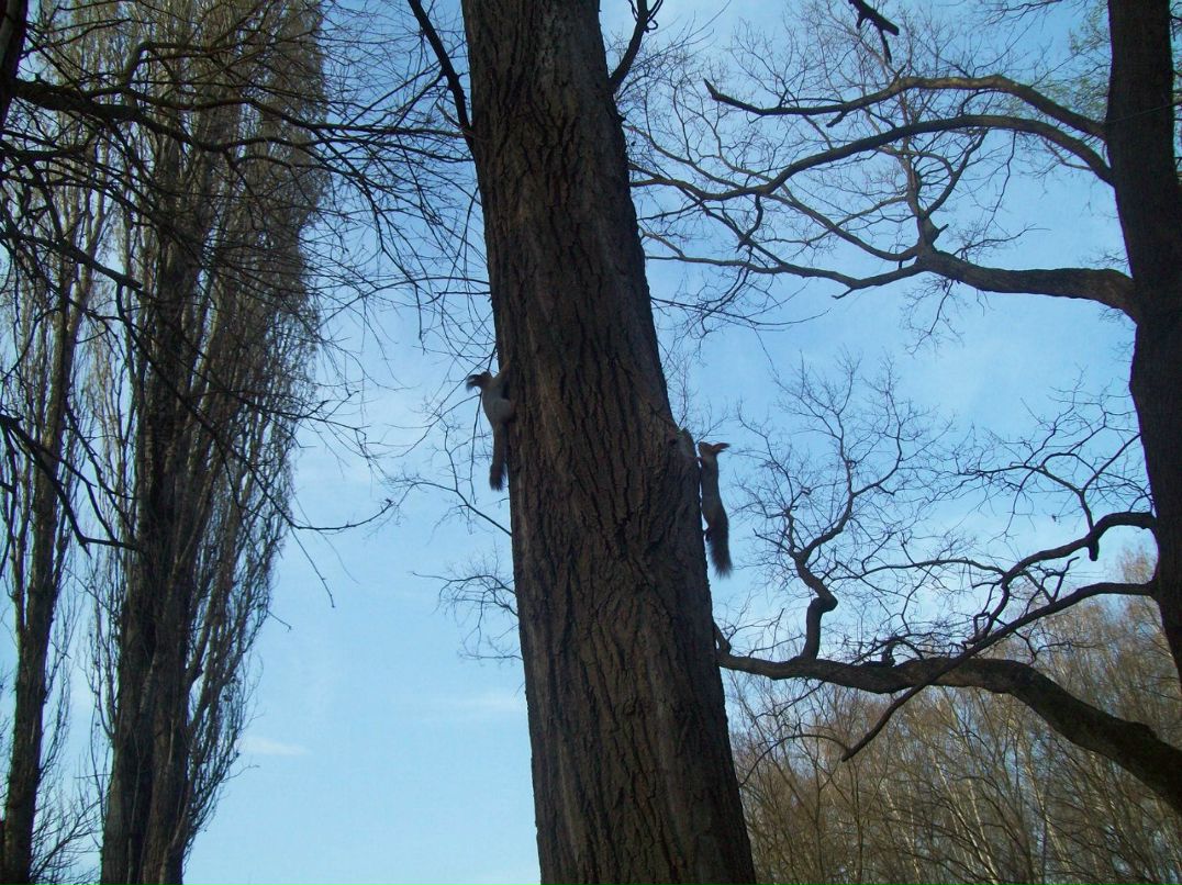 Леша Нейман | Термез