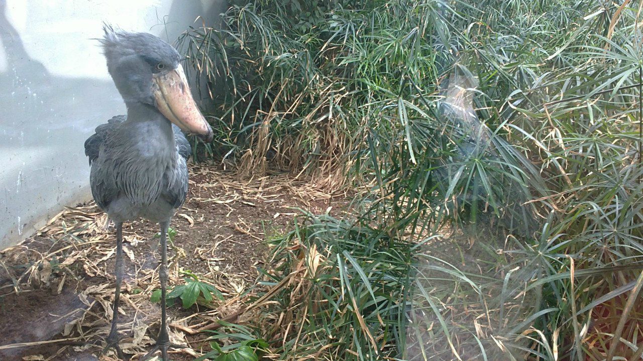 Егор Ульянов | Курган