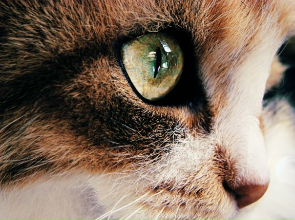 №124, Юлия Ветрова, 31 год, Житомир №124, Юлия Ветрова, 31 год, Житомир