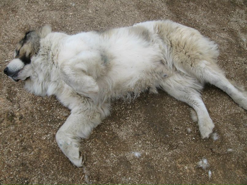 Сергей Соколов 